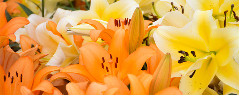 百合会影响睡眠么 百合影响睡眠质量吗