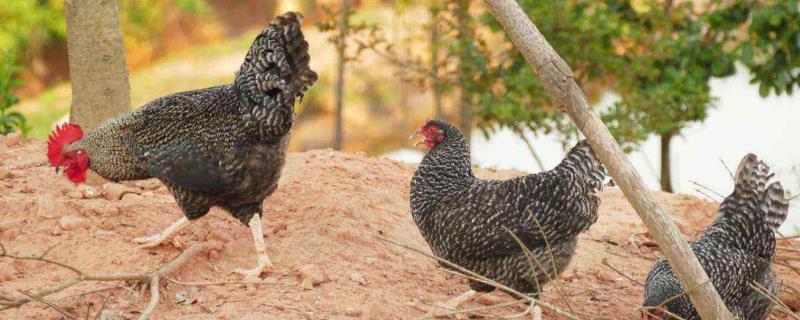 芦花鸡养殖前景如何,附养殖风险 养殖芦花鸡的经济效益