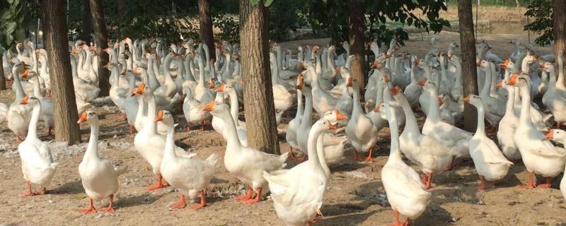 4个今年农村养殖致富项目 4个今年农村养殖致富项目怎么样