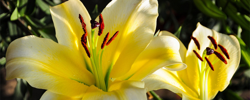 百合花怎么养 百合花怎么养水里