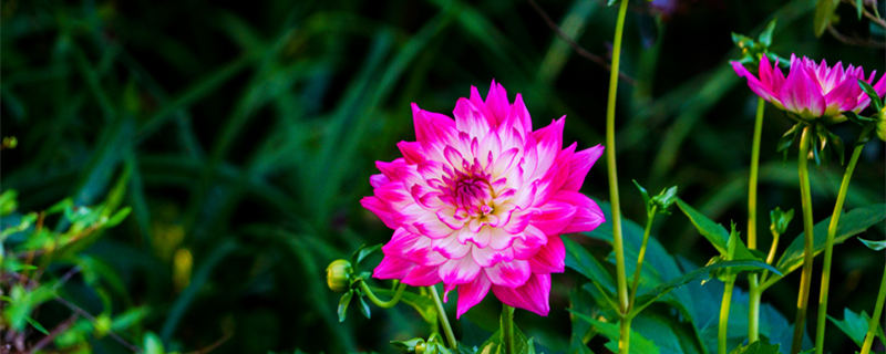 小丽花的养殖方法 小丽花的养殖方法和注意事项视频