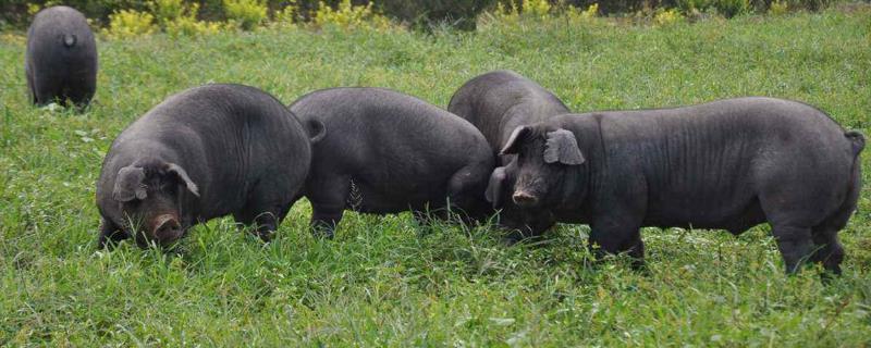 黑猪养殖成本与利润，附市场行情 黑猪养殖的市场前景