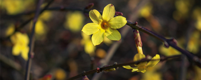 三月有什么花（三月有什么花开花）