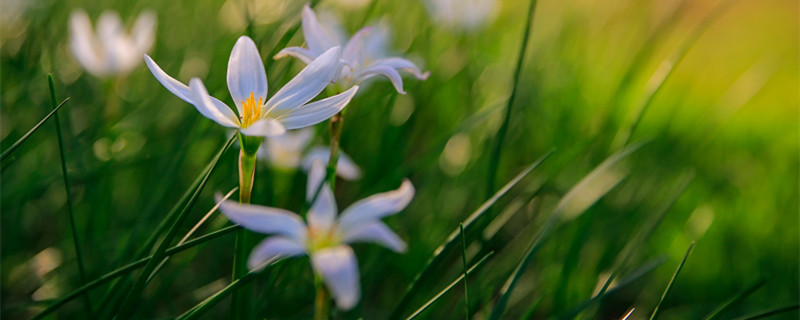 葱兰和韭兰哪个容易养 葱兰韭菜兰怎么养