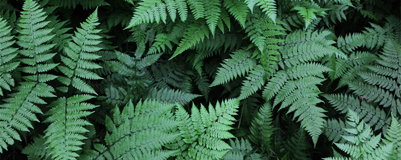 含羞草的花语和寓意 含羞草的寓意是什么