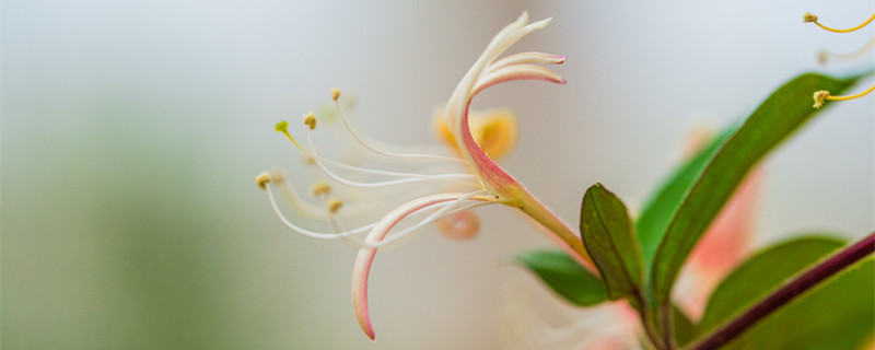 金银花朵为了什么才会变色（金银花的花朵为了什么?会变色?）