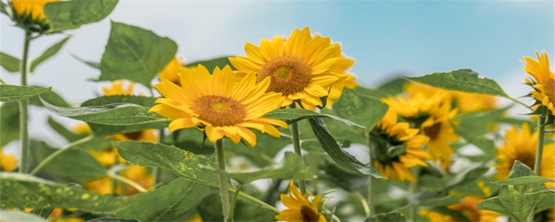 向日葵几天换一次水（向日葵几天换一次水剪一次根）