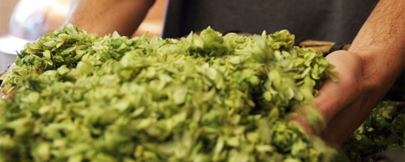 啤酒花是什么东西 啤酒制作中的啤酒花是什么东西