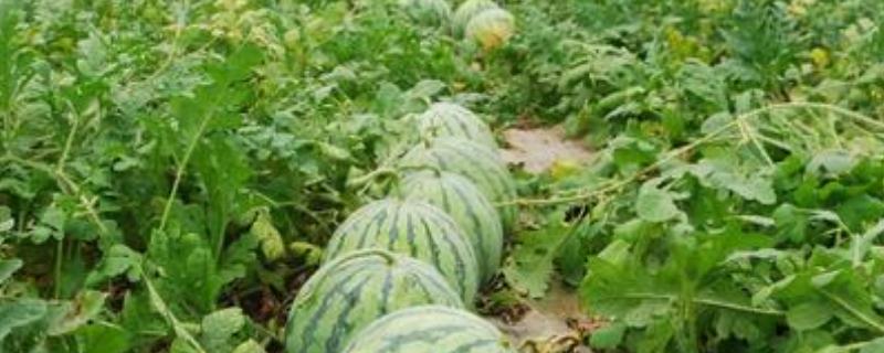 种10亩西瓜能赚多少钱，详细介绍成本和利润