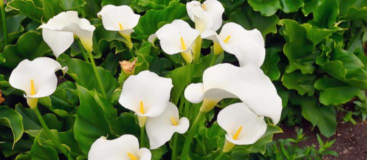 马蹄莲的花语(马蹄莲的花语和寓意)