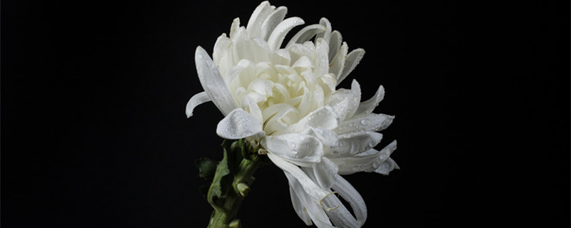 白菊花花语 白菊花花语象征与寓意