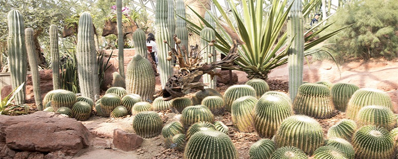 姬珊瑚的养殖方法和注意事项 姬珊瑚怎么养殖