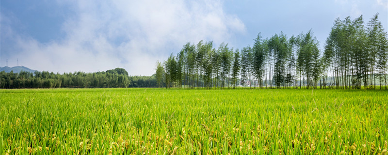 野火烧不尽春风吹又生是什么植物（野火烧不尽春风吹又生指什么植物）