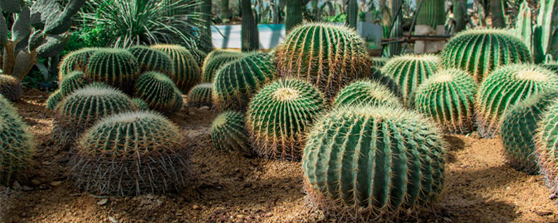仙人球夏天多久浇一次水 仙人球冬天多久浇一次水