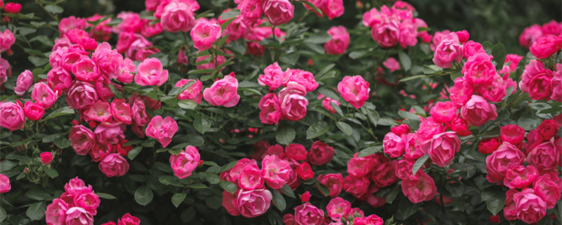 红木香爬藤月季一年开几次 红木香爬藤月季一年开几次红木香耐寒吗