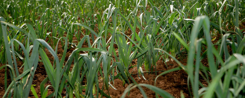 大蒜的种植方法和时间（大蒜的种植方法和时间视频）