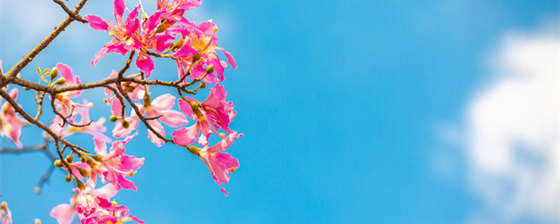 木棉花花语 棉花花语