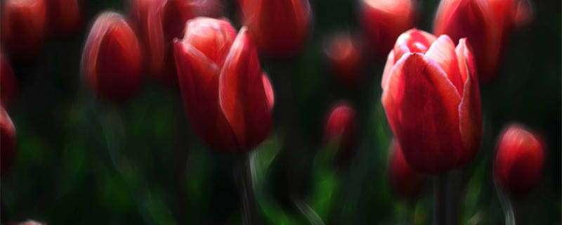 荷兰的国花是什么(荷兰的国花是什么河南)