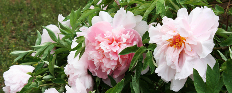 洛阳市花是什么花（洛阳市花叫什么花）