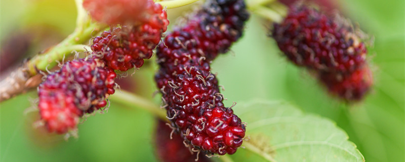 桑椹是什么(桑椹是什么样)