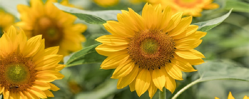 向日葵怎么养盆栽（向日葵怎么种植小盆栽）