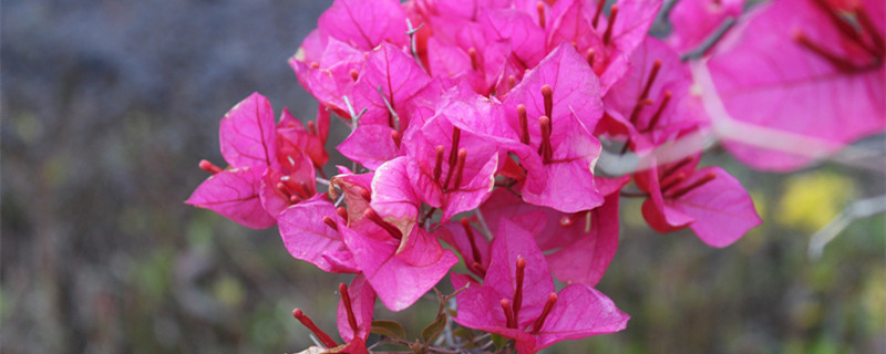 三角梅的扦插方法和时间 三角梅的扦插季节和方法