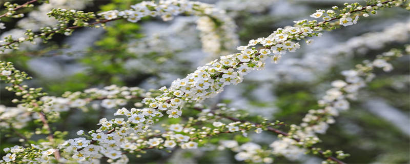 绣线菊的养殖方法和注意事项（金焰绣线菊的养殖方法和注意事项）