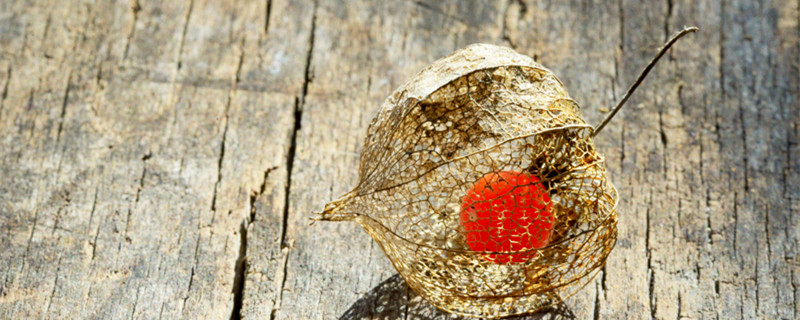 小凤仙花怎么养 凤仙花应该怎么养