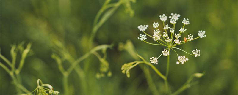 虎耳草是什么植物 虎耳草属于什么植物