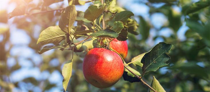 第一年种的果树苗期施什么肥（第一年移栽的果树能施肥吗）