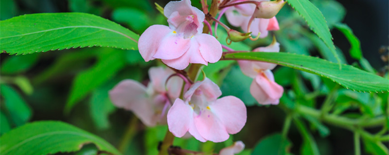 凤仙花是什么根系 凤仙花的根是须根系吗