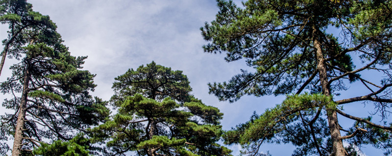 裸子植物能开花结果吗 裸子植物一般能开花结果吗