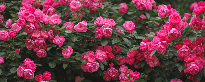 月季花瓣晒干有什么用(月季花晒干有什么功效)