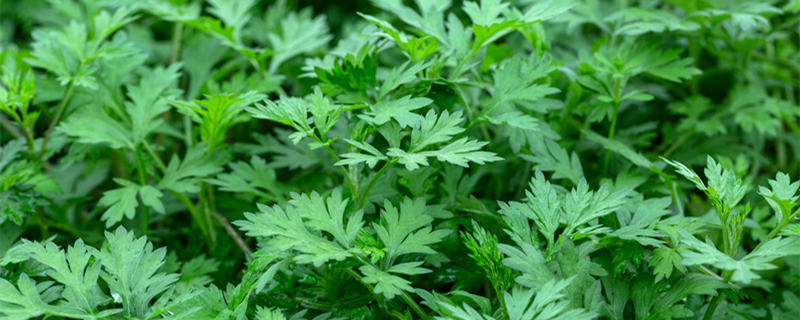 蒿类植物包括哪些（蒿类植物包括哪些?哪些可蒸吃）