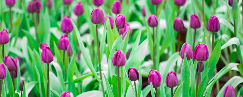 郁金香花语是什么 渐变郁金香花语是什么