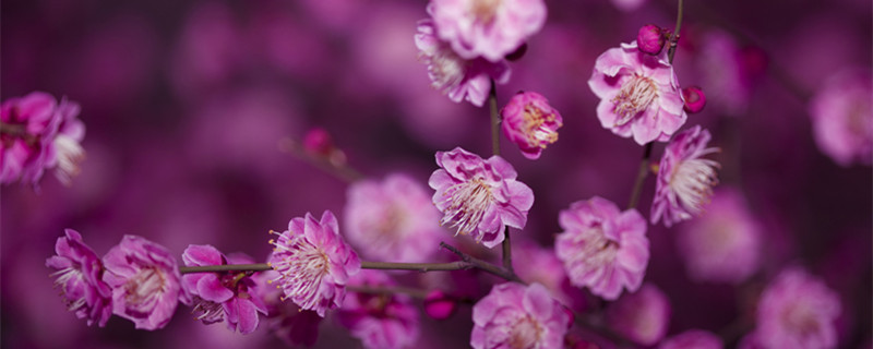 梅花开花时间（梅花开花时间是几点）