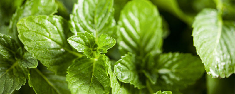 哪种薄荷最适合食用 哪种薄荷最适合食用品种