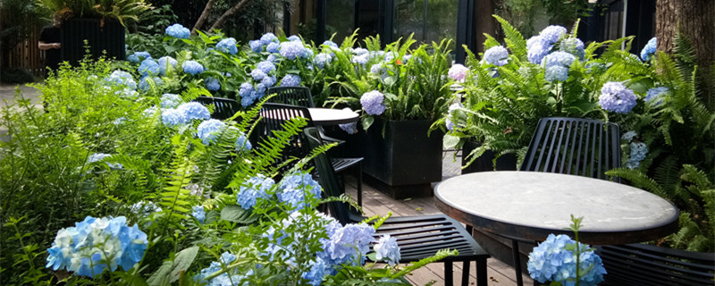 能开三季的绣球有哪些 3月份开花的绣球