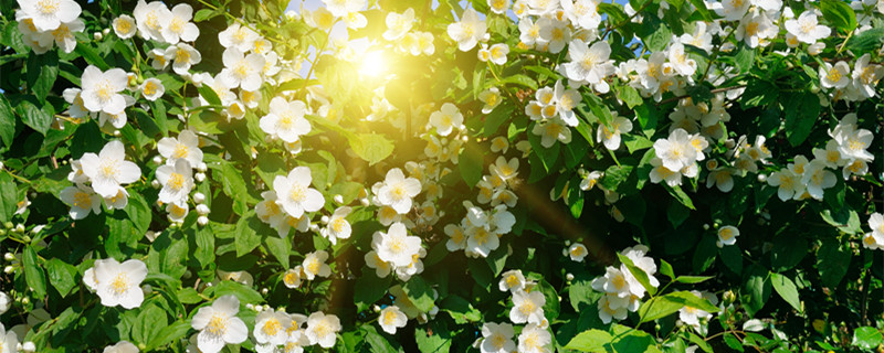 茉莉花可以放在卧室吗（茉莉花放在卧室里可以吗）