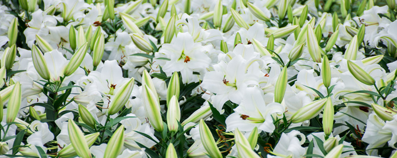 毛百合与百合的区别（百合有什么区别）