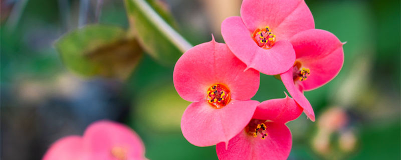 铁海棠有毒吗(铁海棠有毒吗能放在卧室里吗)