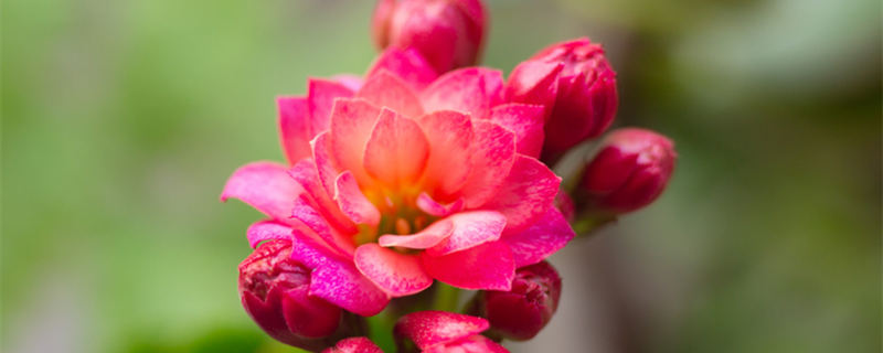 长寿花适合在室内养吗 长寿花在室内养好不好