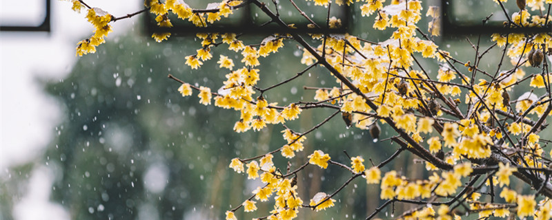 梅花几月开放（梅花几月开放几月凋谢）