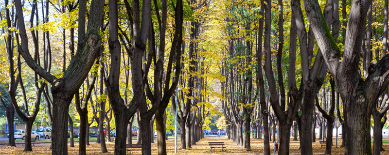 榆树长什么样（千金榆树长什么样）