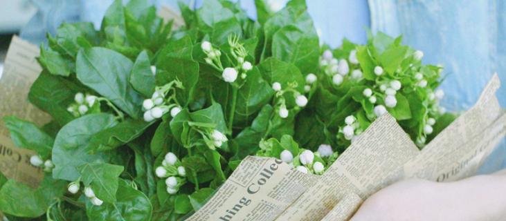 茉莉的养殖方法和注意事项（栀子花的养殖方法和注意事项）