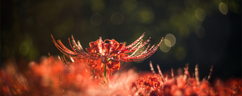 彼岸花的含义是什么 彼岸花的意思和含义