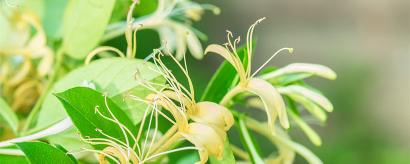 忍冬和金银花的区别（忍冬和金银花是一种植物吗）