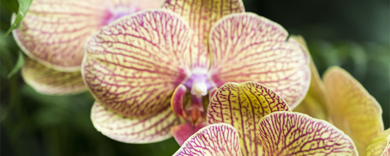 兰花浇水的正确方法（兰花浇水的正确方法视频）