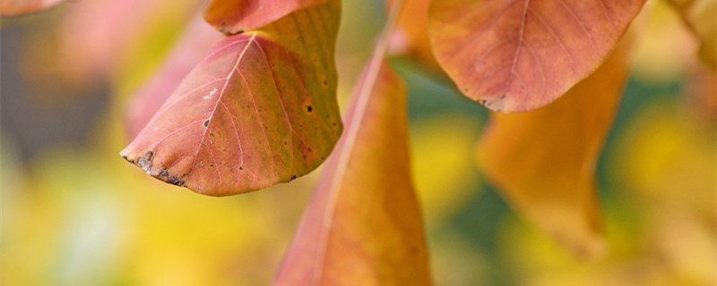 黄栌下山桩怎么提高成活率（黄栌下山桩成活技术图解）