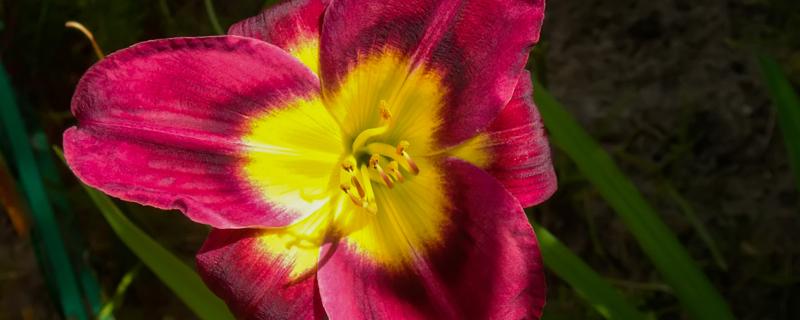 君子兰种子种植方法和种植时间（君子兰种子种植方法和种植时间gt125）